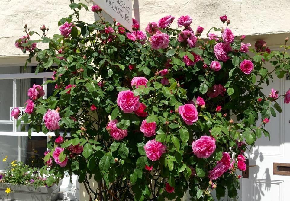 Cyntwell Guest Accommodation Padstow Extérieur photo
